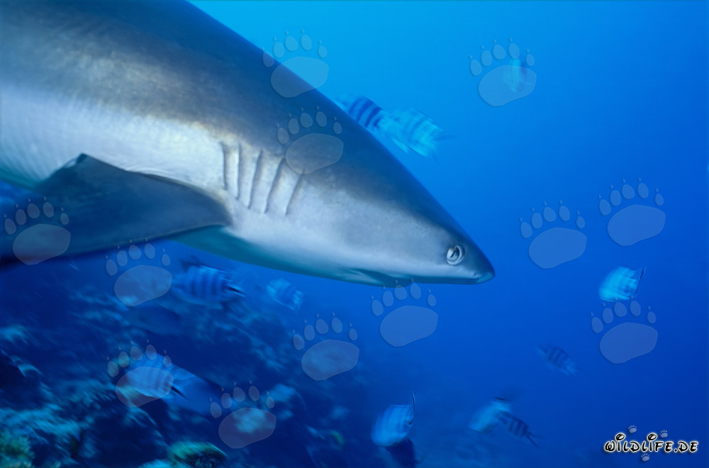 Ritratto di squalo grigio del reef di lato