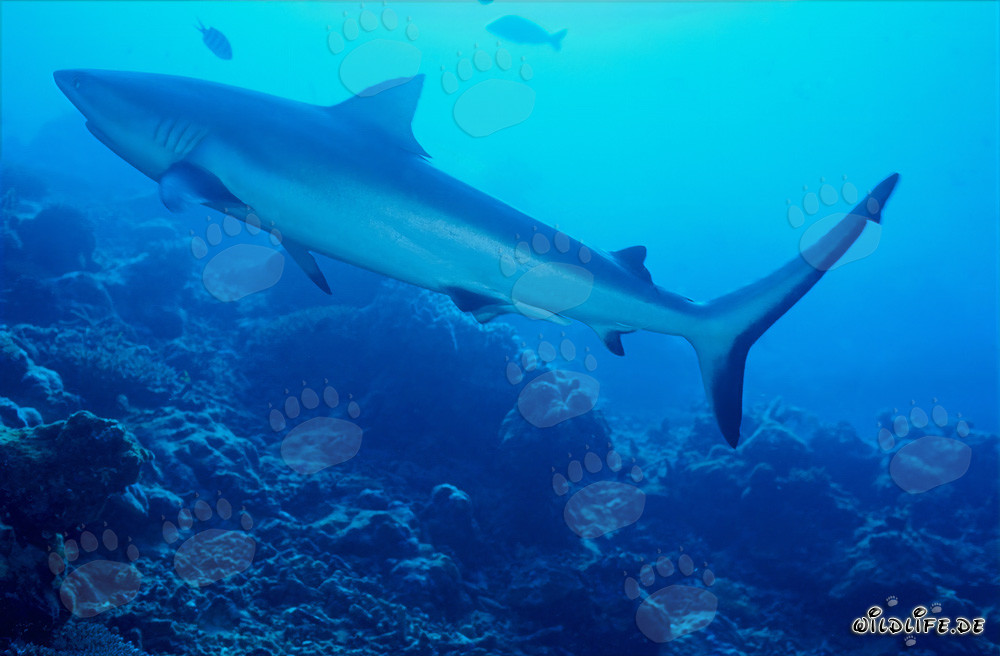 Gray reef shark swimming over coral reef