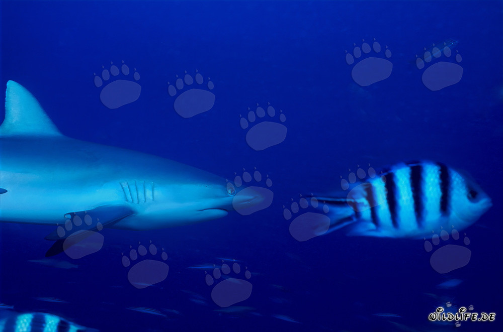 Grauer Riffhai schwimmt mit dem Indo-Pacific Sergeant im tiefblauen Ozean