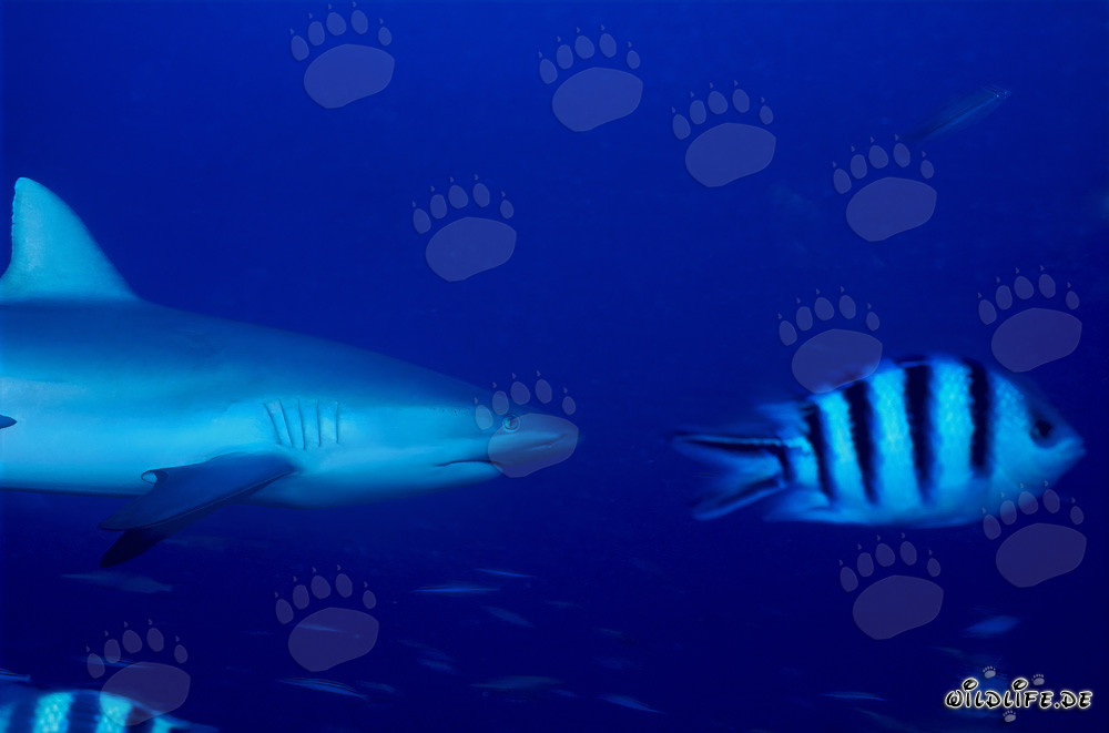 Gray reef shark swimming with the Indo-Pacific Sergeant in the deep blue ocean