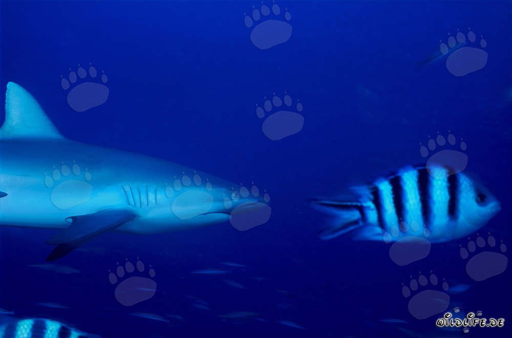 Requin gris de récif nage avec le sergent Indo-Pacifique dans l'océan bleu profond