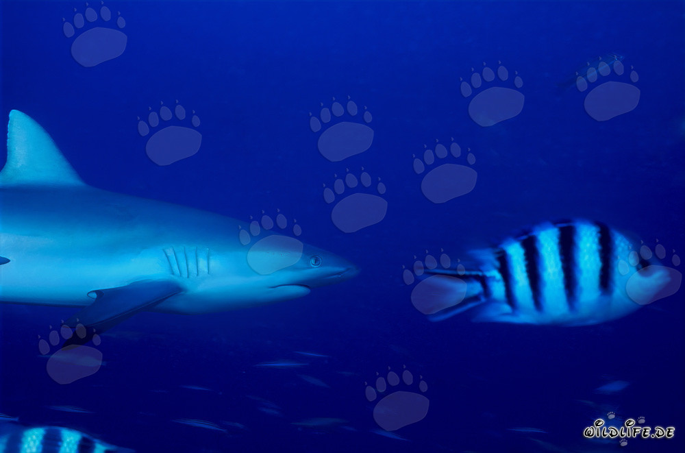 Squalo grigio del reef nuota con il sergente Indo-Pacifico nell'oceano blu profondo