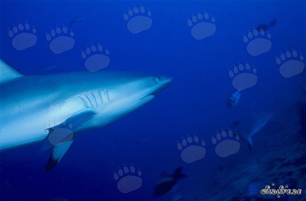 Grauer Riffhai im kristallklaren Wasser vor dem Shark Reef auf Vitu Levu