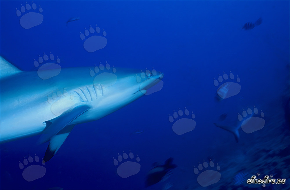 Gray reef shark in crystal clear water off Shark Reef in Vitu Levu