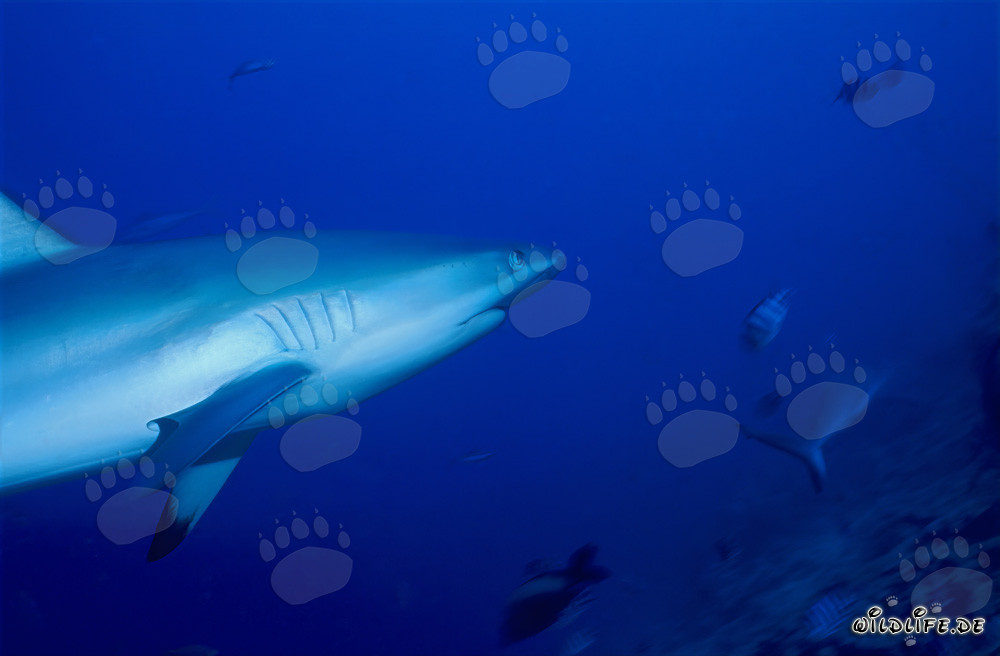 Requin gris de récif dans l'eau cristalline devant le récif aux requins sur Vitu Levu