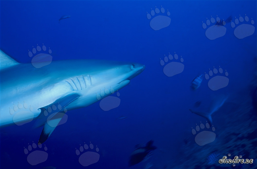 Tiburón gris de arrecife en el agua cristalina frente al arrecife de tiburones en Vitu Levu