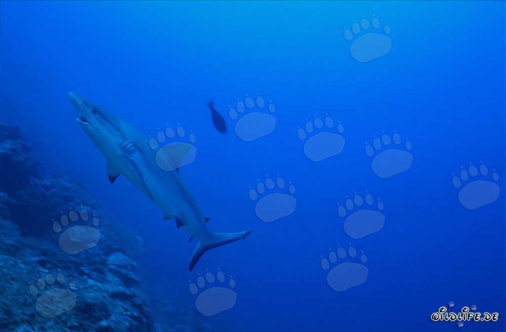 Fascinating Gray Reef Shark in the South Pacific