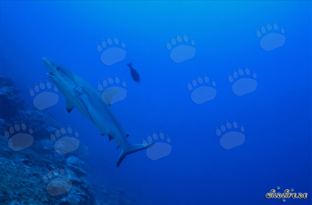Requin de récif gris fascinant dans le Pacifique Sud
