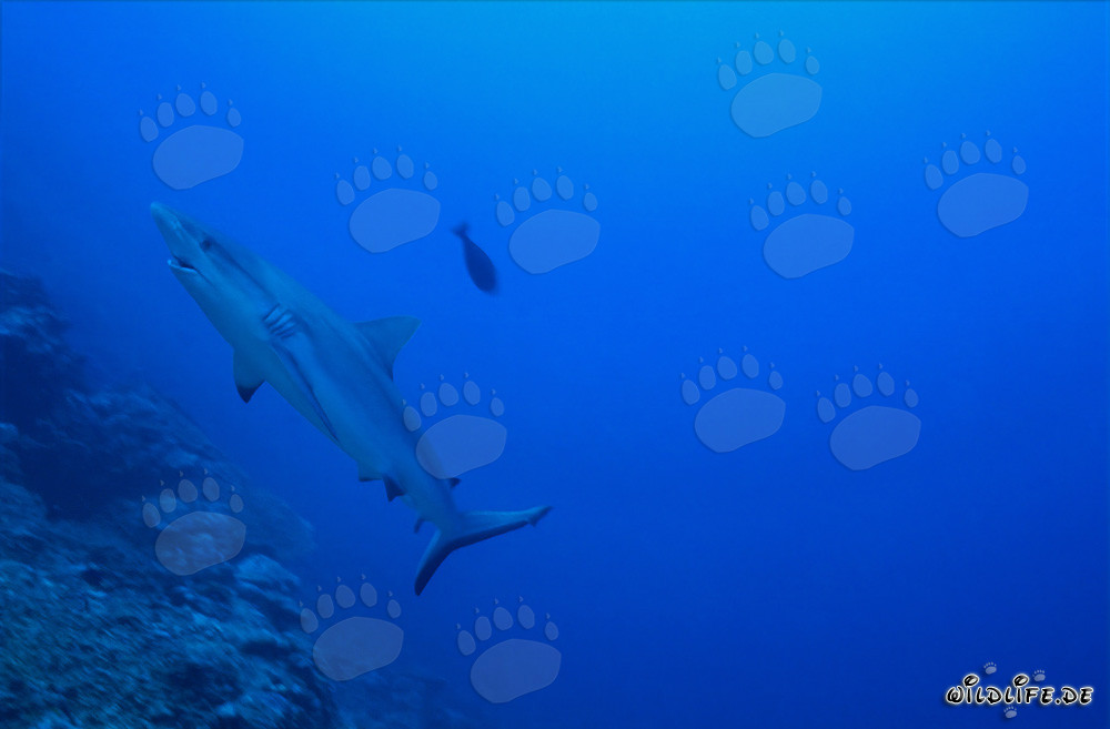 Fascinante tiburón de arrecife gris en el Pacífico Sur