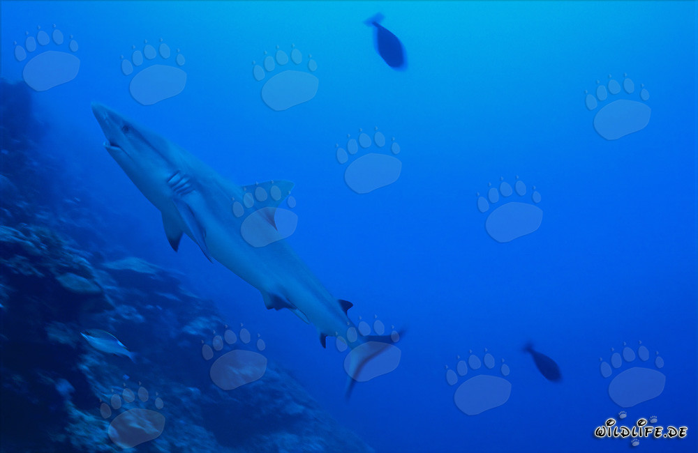 Majestic Gray Reef Shark Swimming Along Coral Reef