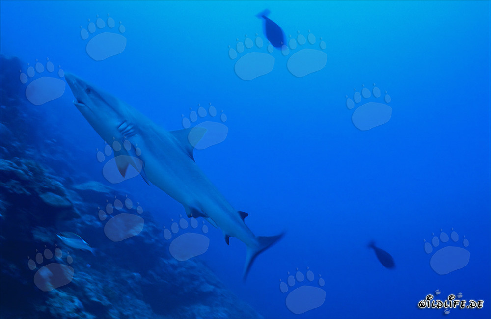 Requin gris majestueux nage le long du récif de corail