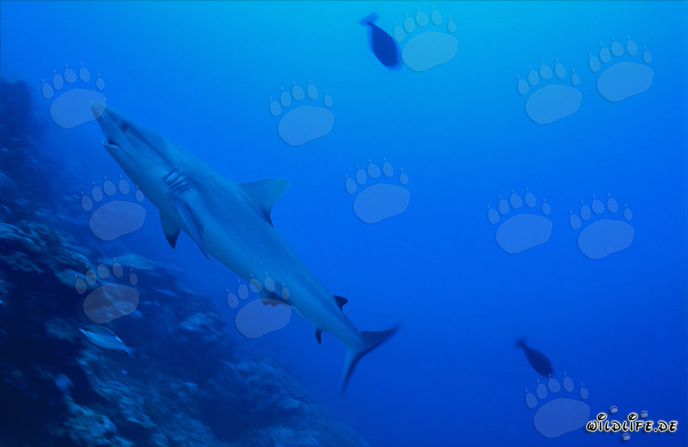 Tiburón gris majestuoso nada a lo largo del arrecife de coral