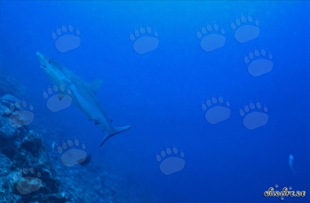 Majestic gray reef shark elegantly swimming upwards