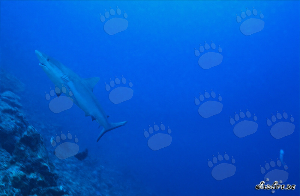 Requin de récif gris majestueux nage élégamment vers le haut