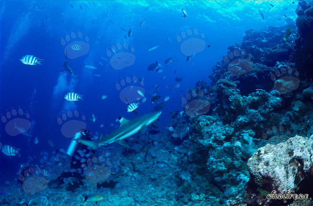 Requin à pointes noires et plongeur dans le lagon de Beqa aux Fidji