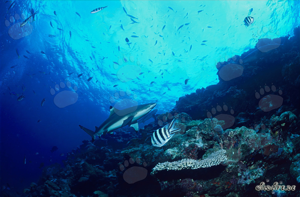 Fascinating Blacktip Reef Shark at the Stunning Reef Edge