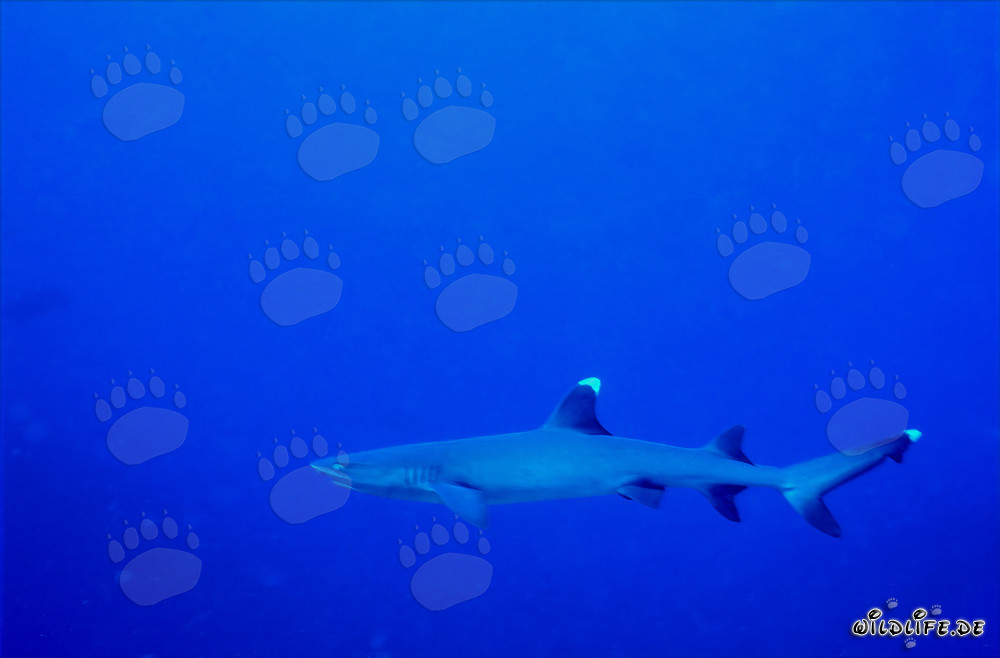 Requin à pointes blanches fascinant dans les eaux cristallines du Pacifique Sud
