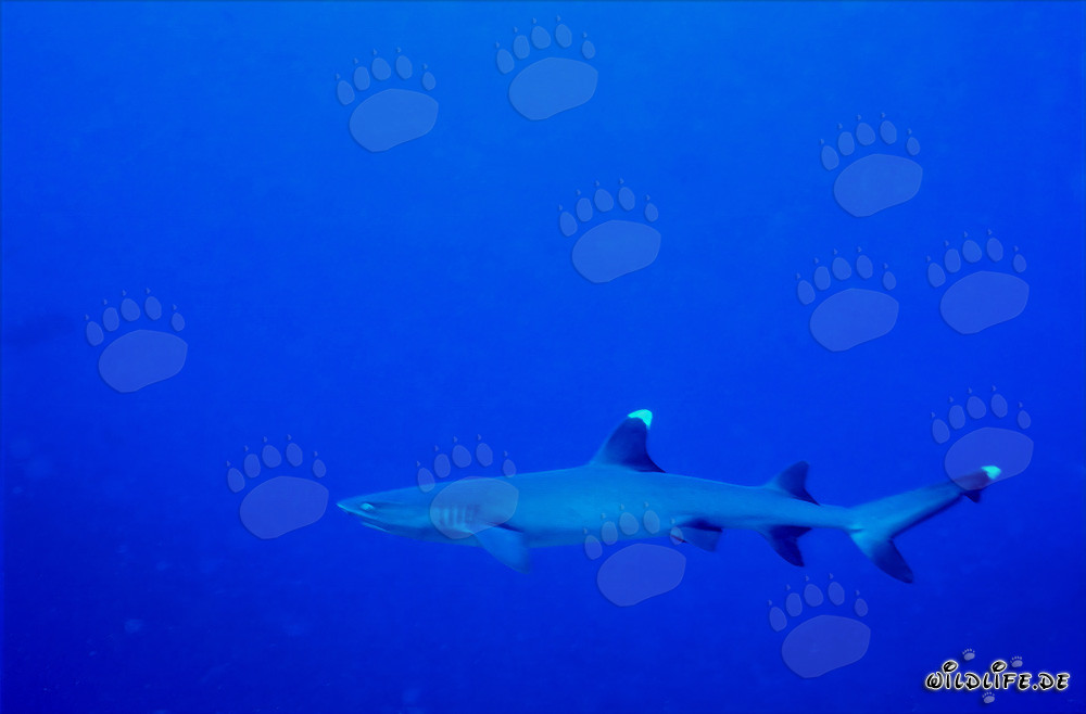 Affascinante squalo a punte bianche nelle acque cristalline del Pacifico del Sud