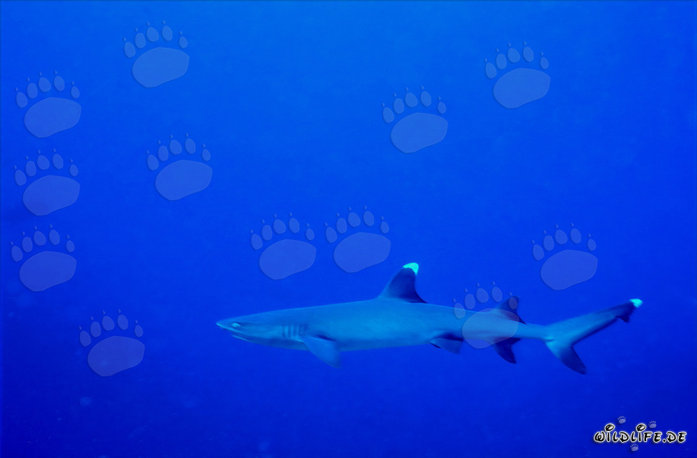 Fascinante tiburón de arrecife de puntas blancas en las aguas cristalinas del Pacífico Sur