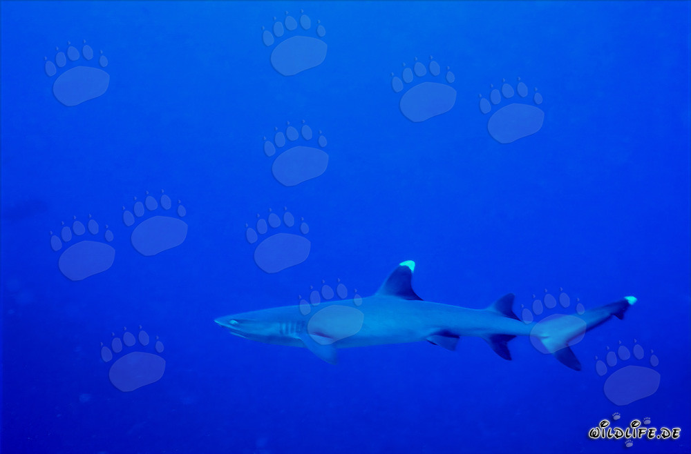 Fascinating Whitetip Reef Shark in the crystal-clear waters of the South Pacific
