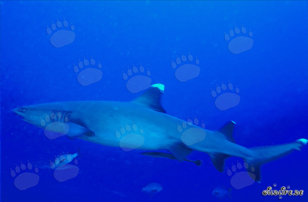 Requin à pointes blanches fascinant dans les eaux bleues profondes du Pacifique Sud