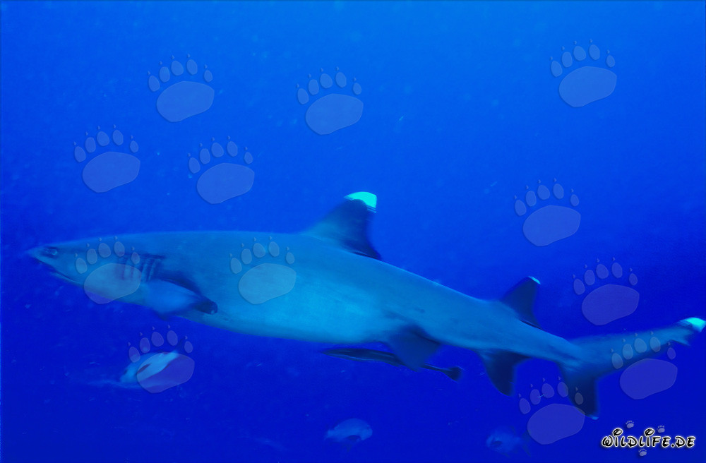 Affascinante squalo di barriera a punte bianche nelle acque blu profonde del Pacifico Sud