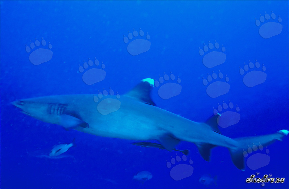 Fascinante tiburón de arrecife de puntas blancas en las aguas azules profundas del Pacífico Sur