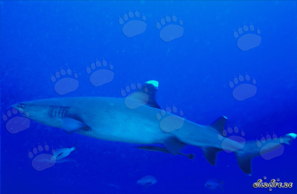 Fascinating Whitetip Reef Shark in the Deep Blue Waters of the South Pacific