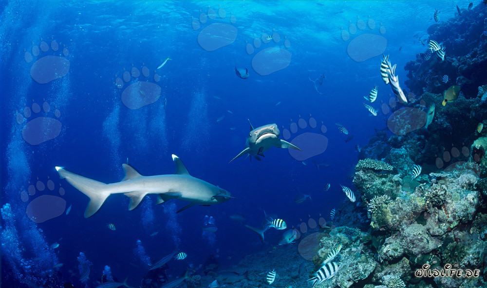 Dos majestuosos tiburones de arrecife de puntas blancas se encuentran en la laguna de Beqa