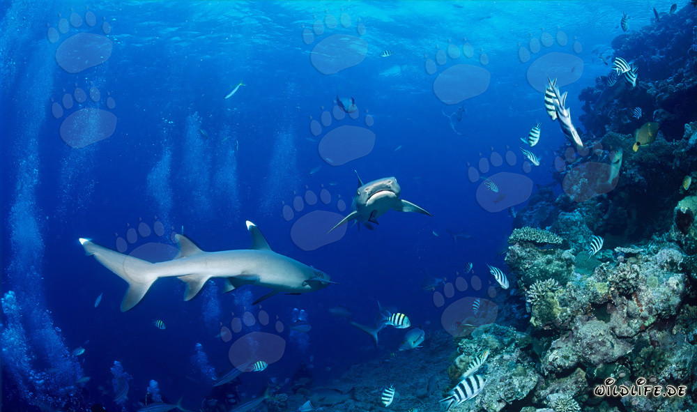 Two majestic whitetip reef sharks encounter each other in Beqa Lagoon