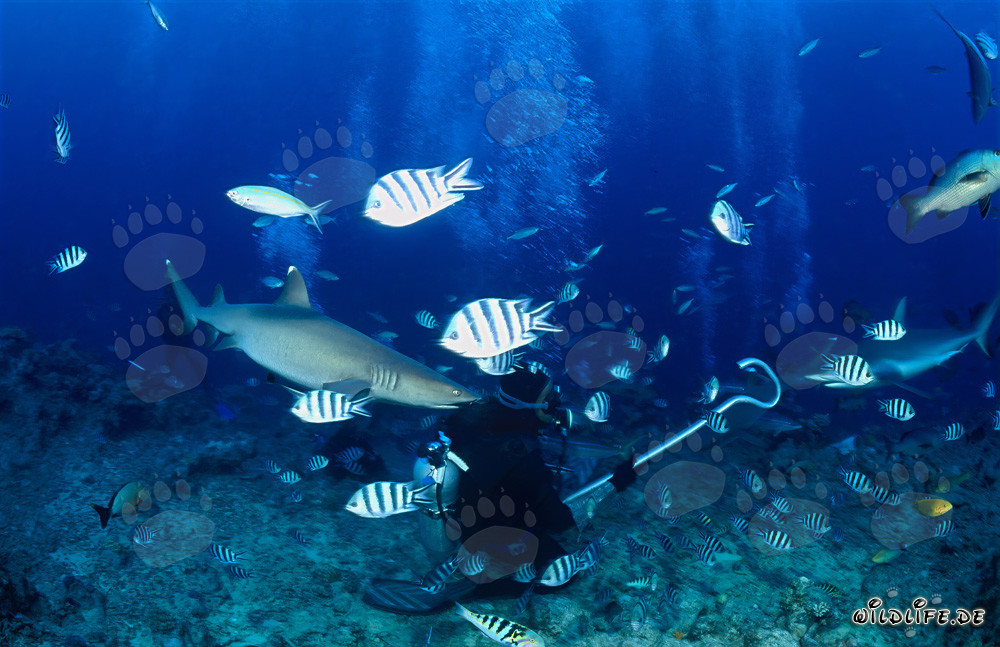 Fascinante tiburón de arrecife de puntas blancas detrás de un buceador