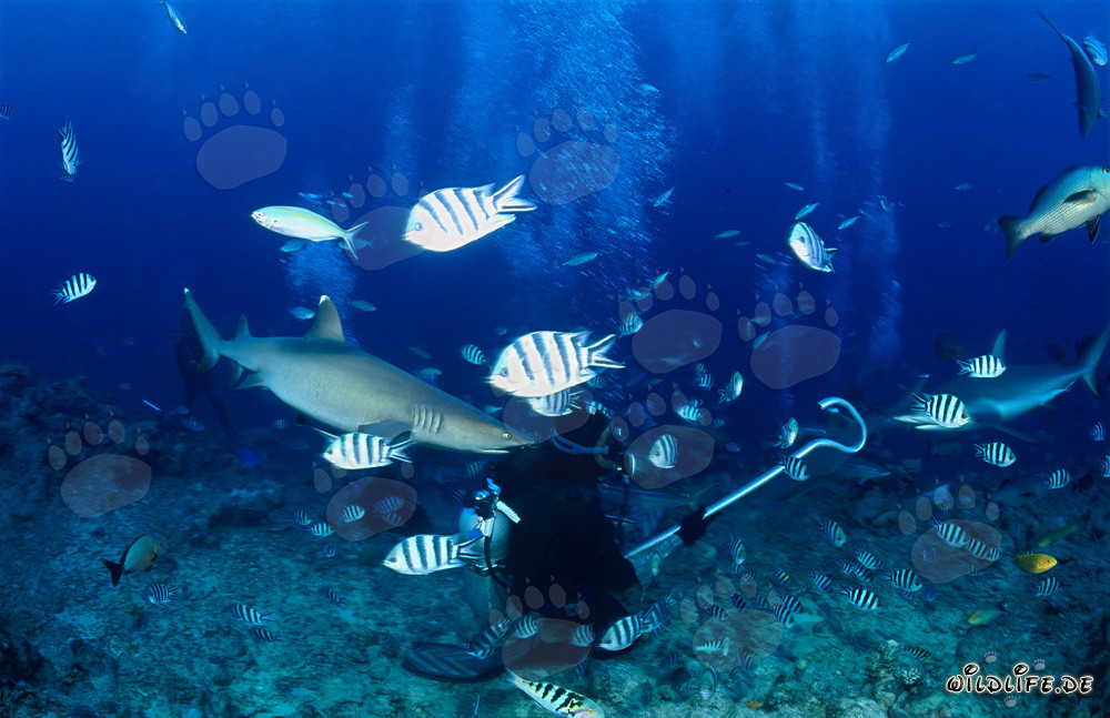Fascinating whitetip reef shark behind a diver