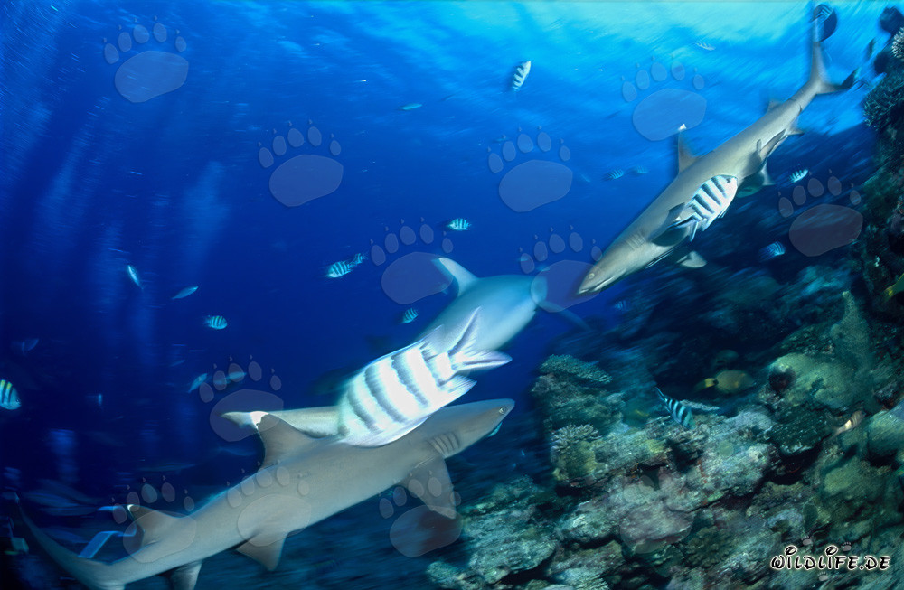 Rencontre fascinante : Requins à pointe blanche sur le fond marin