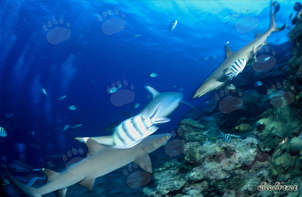 Incontro affascinante: Squali pinna bianca sul fondale marino