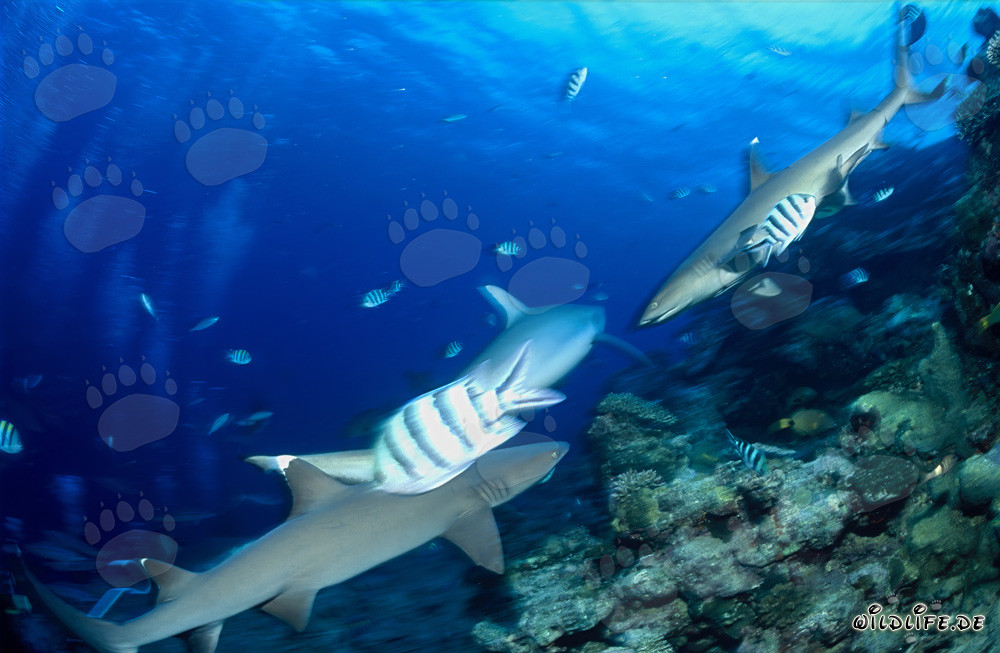 Encuentro fascinante: Tiburones puntas blancas en el fondo marino