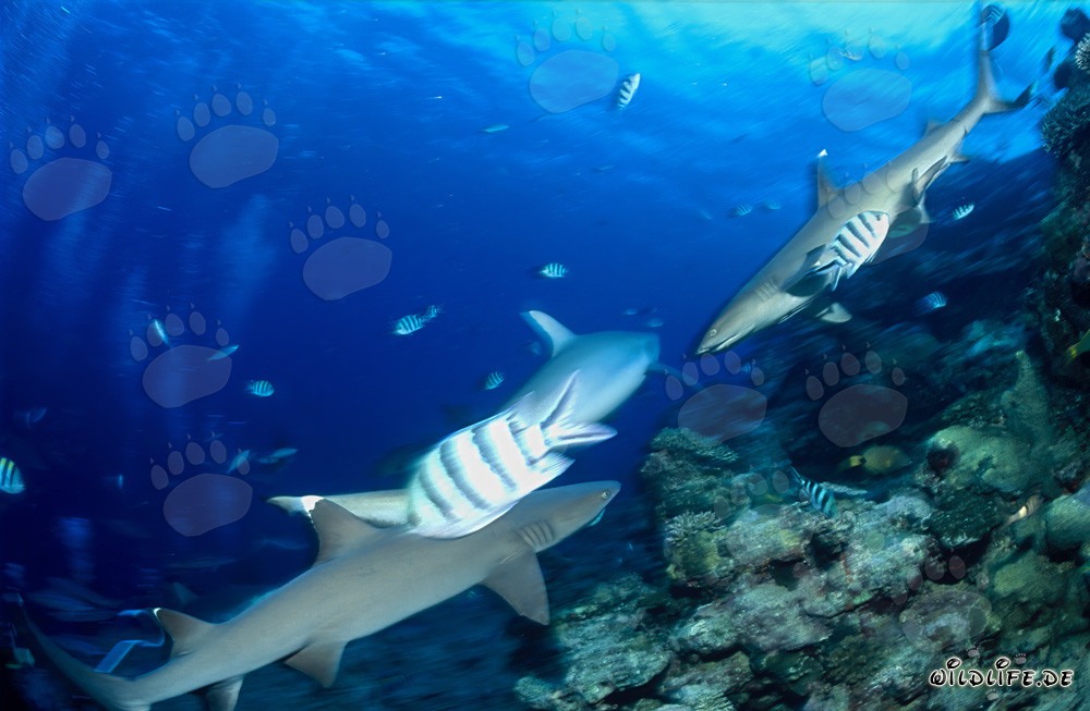 Fascinating Encounter: Whitetip Reef Sharks on the Ocean Floor