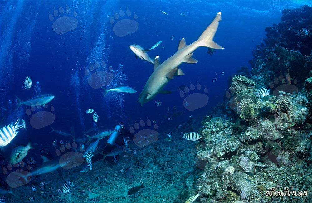 Rencontre en profondeur : Requin à pointes blanches et plongeur