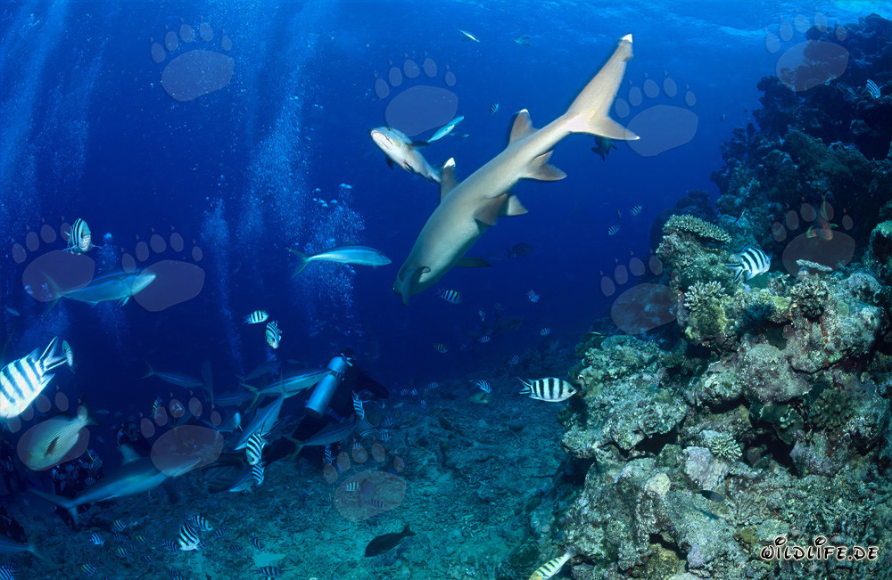 Encounter in the Deep: Whitetip Reef Shark and Diver