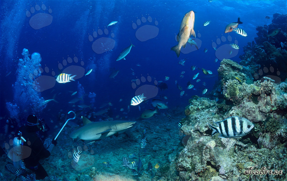 Fascinante encuentro con un tiburón de puntas blancas frente a la costa de Fiji