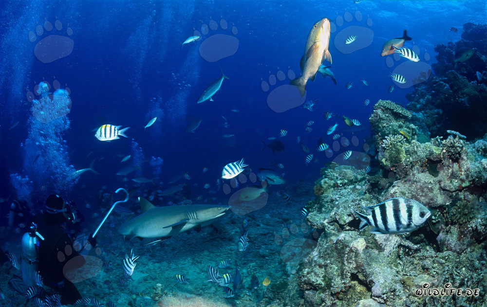 Fascinating Whitetip Reef Shark observed off the coast of Fiji