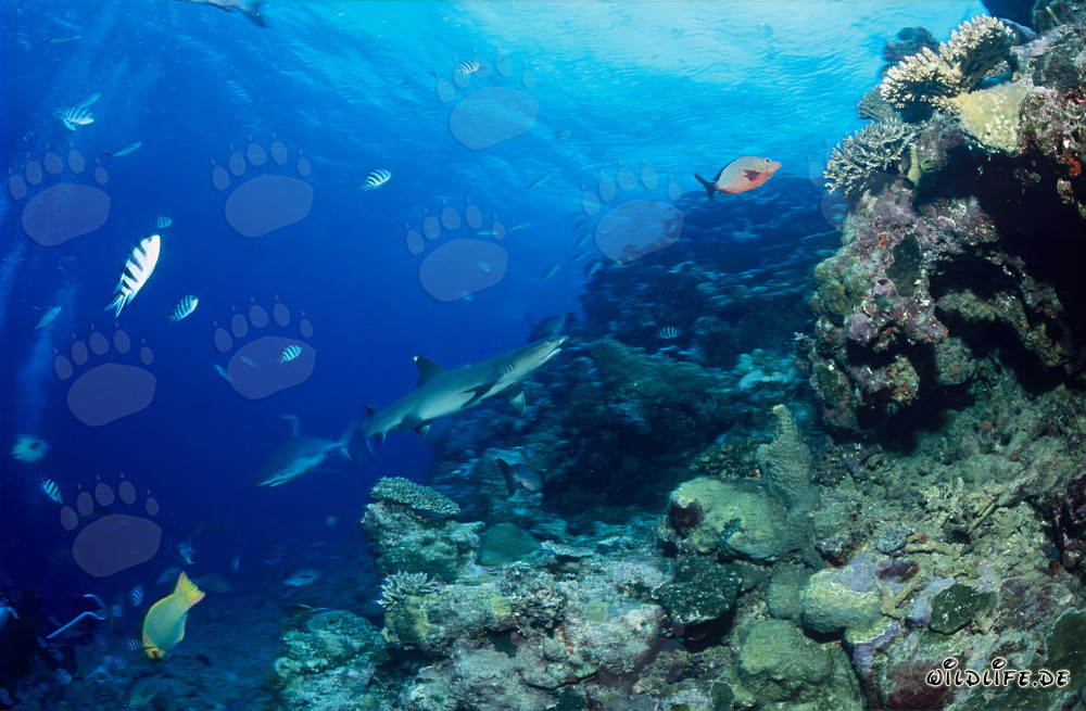 Affascinante squalo pinna bianca nella laguna di Beqa, Figi