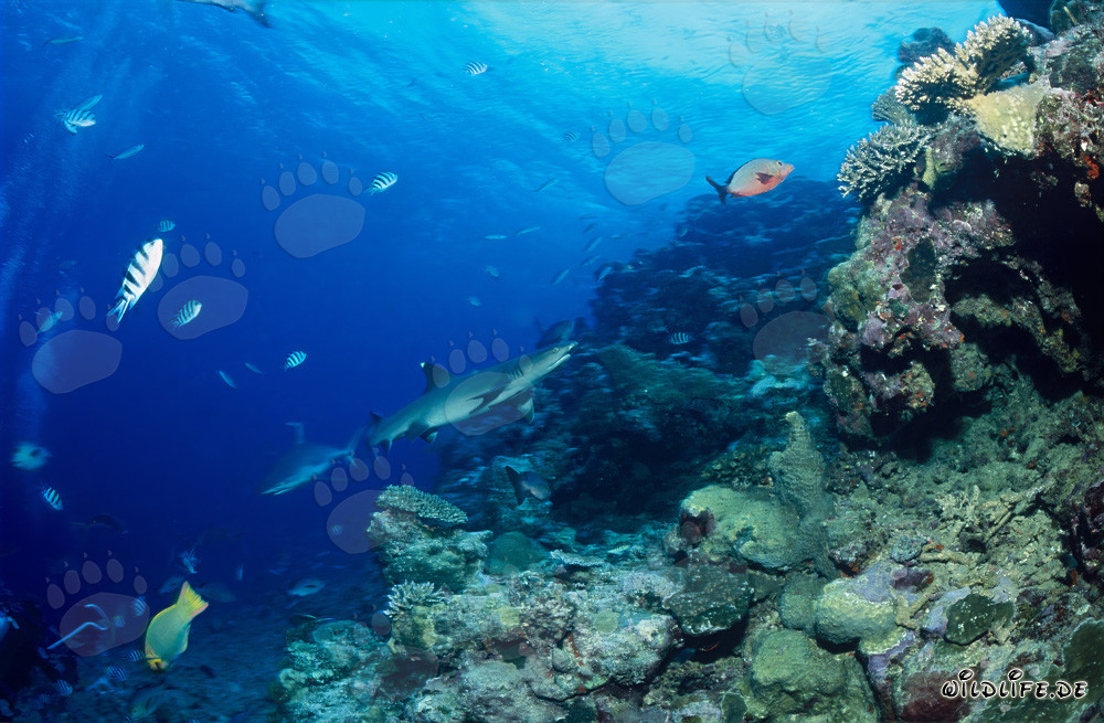 Fascinante tiburón de puntas blancas en el lago Beqa, Fiji