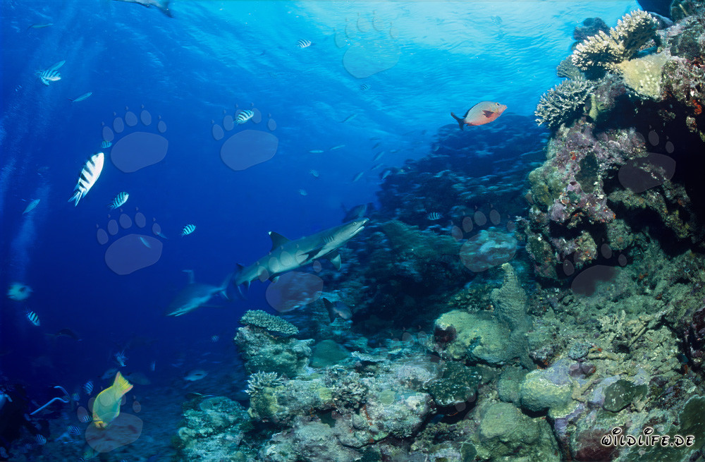 Faszinierender Weissspitzen-Riffhai in der Beqa Lagune, Fiji
