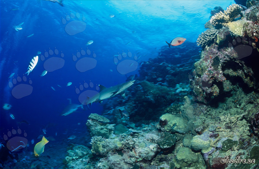 Fascinating Whitetip Reef Shark in Beqa Lagoon, Fiji