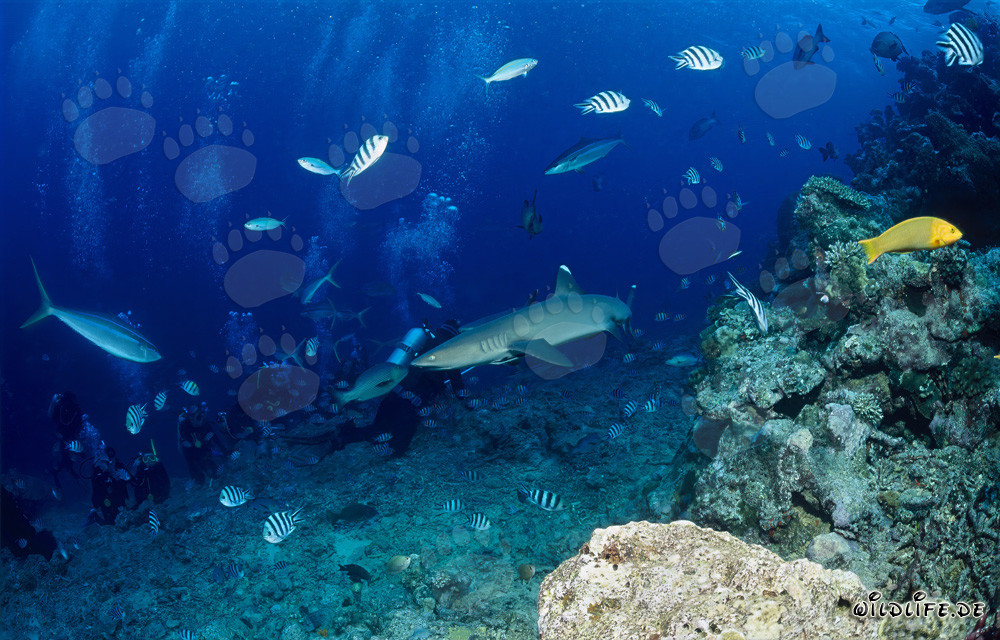 Neugieriger Weissspitzen-Riffhai umkreist Taucher in Beqa Lagoon, Fiji