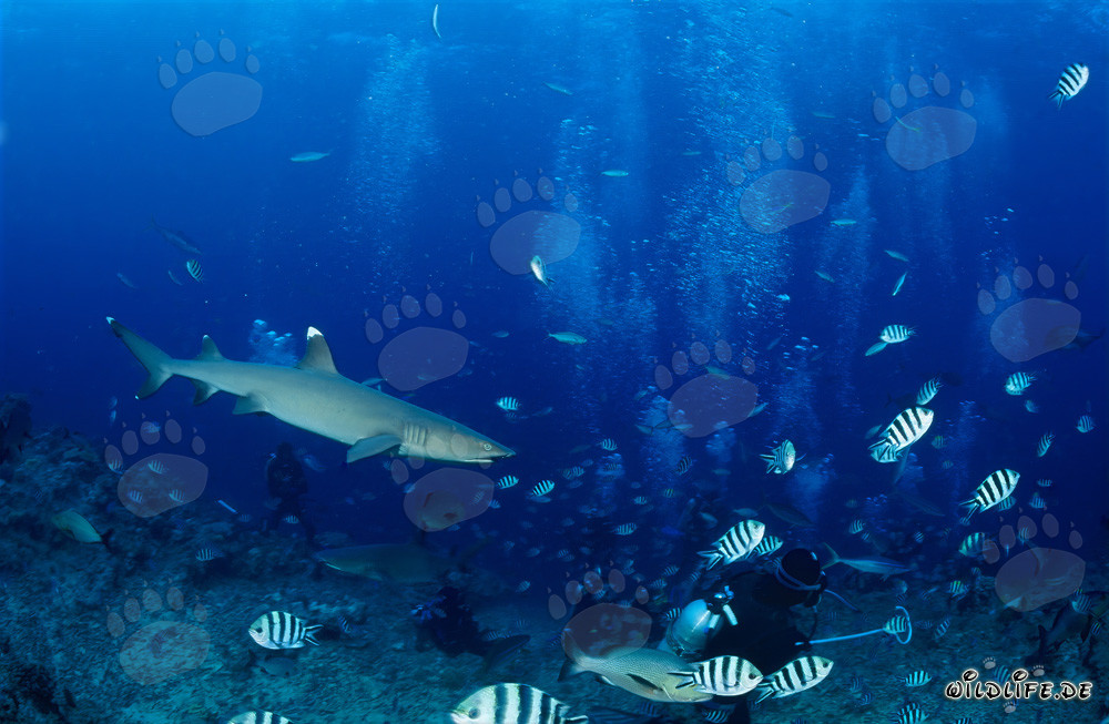 Requin à pointes blanches fascinant nage élégamment vers le plongeur