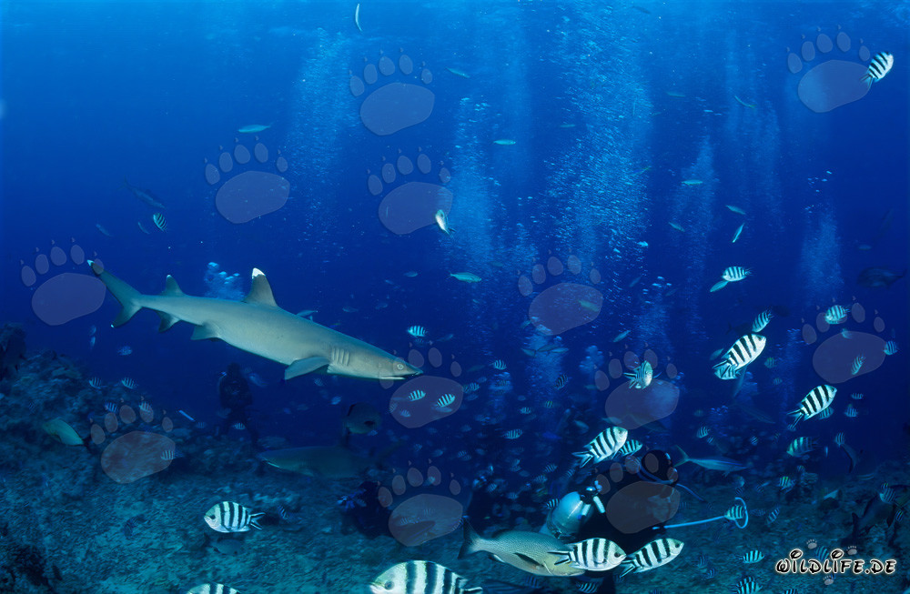 Fascinating whitetip reef shark elegantly swimming towards the diver