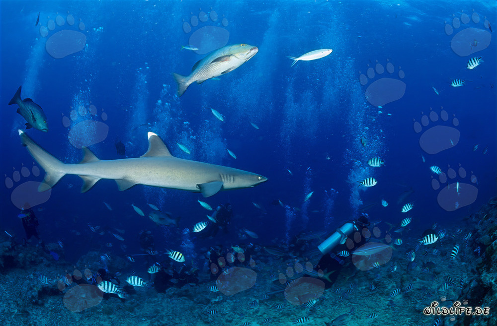 Affascinante squalo pinna bianca osserva il subacqueo sott'acqua