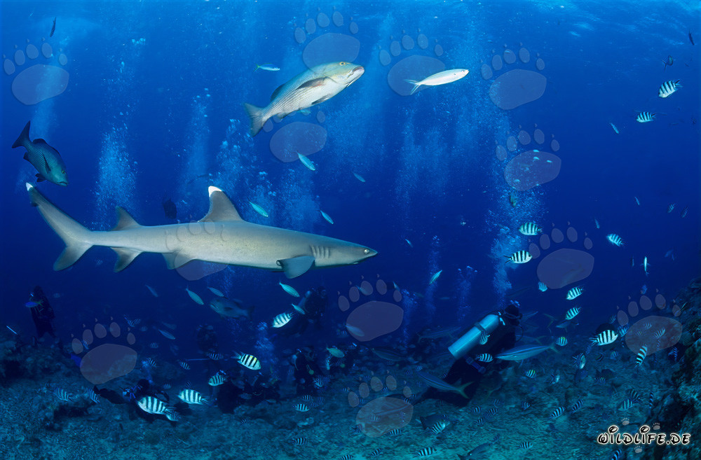 Fascinante tiburón de puntas blancas observando al buzo bajo el agua