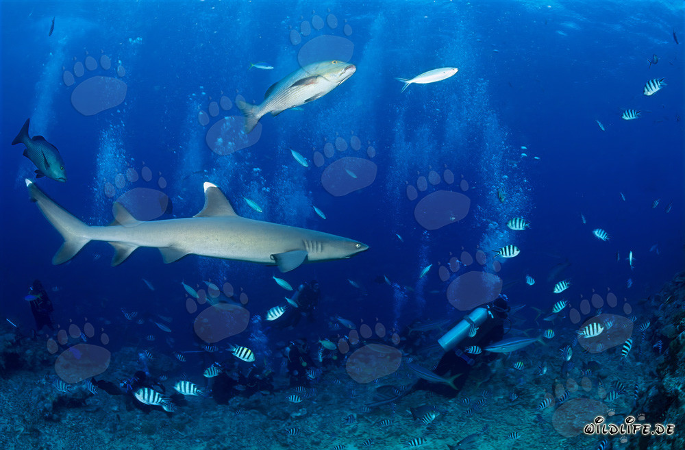 Fascinating whitetip reef shark observing the diver underwater